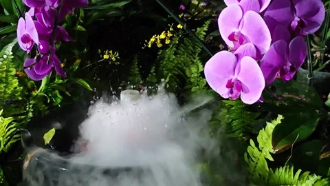 Purple orchids with water mist maker. Stock Footage 341336112