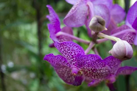Purple orchids(vanda) Stock Photos