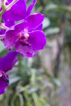 Purple orchids(vanda) Stock Photos