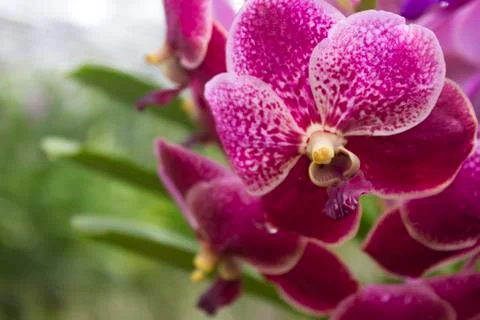 Purple orchids(vanda) Stock Photos