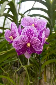 Purple orchids(vanda) Stock Photos