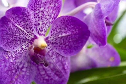 Purple orchids(vanda) Stock Photos