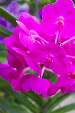 Purple orchids(vanda) Stock Photos