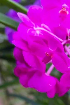 Purple orchids(vanda) Stock Photos
