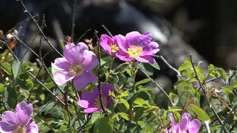 Purple oregon flowers Stock Footage 74093922