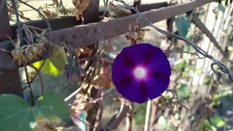 Purple oscillating flower Stock Footage 166051667