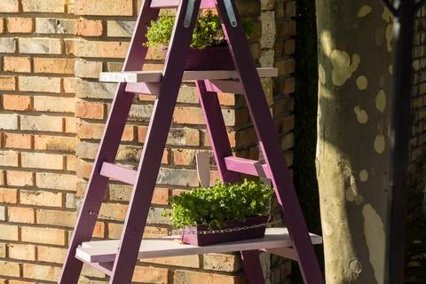A purple painting ladder as a stand for pots with plants. Stock Photos