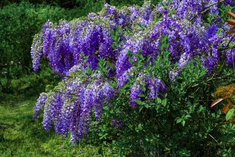 Purple panicle tree Stock Photos