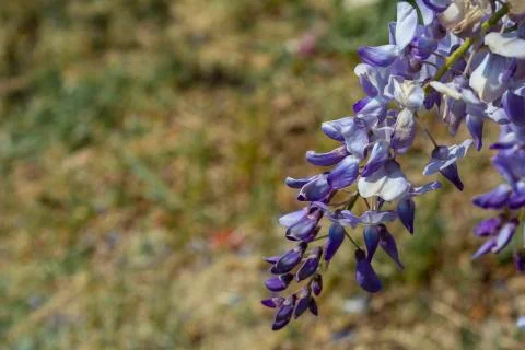 Purple panicle tree 스톡 사진