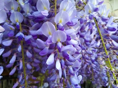 Purple panicle tree Stock Photos