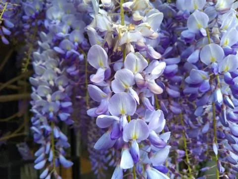 Purple panicle tree Stock Photos
