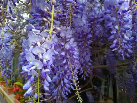 Purple panicle tree Foto stock