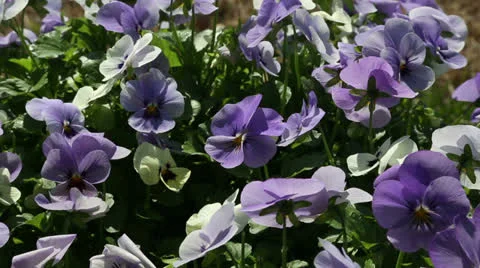 Purple pansies Video stock 22770301