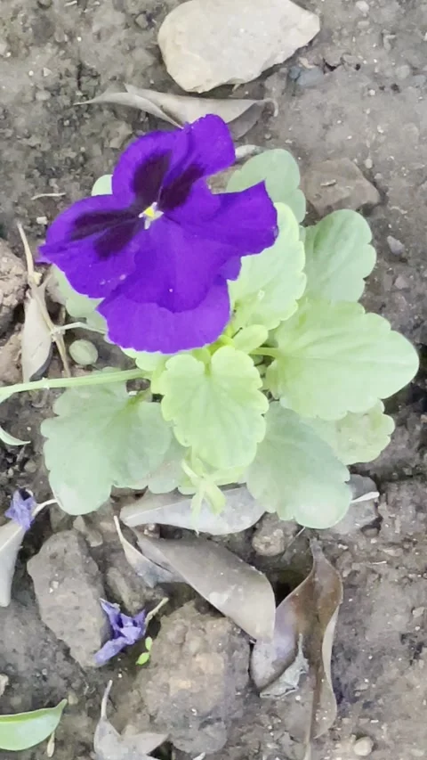 Purple pansy flower close up macro blooming plant natural garden detail Stock-Footage 332880697
