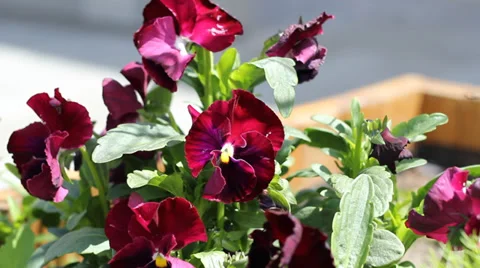 Purple Pansy Stock Footage 39619014