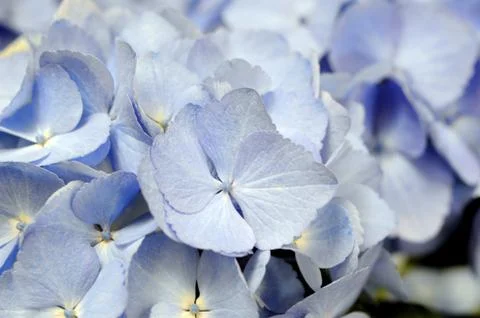 Purple pansy Stock Photos