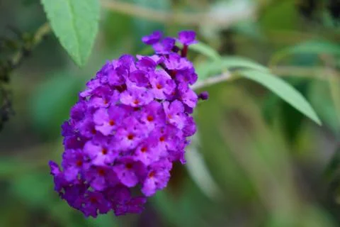 Purple Parade 스톡 사진