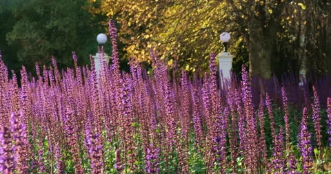 Purple park lavender. Stock Footage 144442197