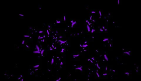 Purple particles effect dust debris isolated on black background for banner,f Stock Illustration