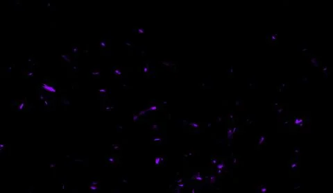 Purple particles effect dust debris isolated on black background for banner,f Stock Illustration