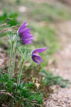 Purple Pasque Flowers Foto stock