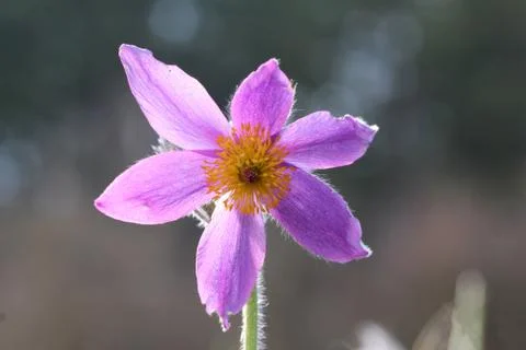 Purple pasque flowers in springtime Foto stock