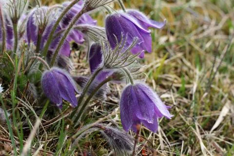 Purple pasque flowers in springtime Stock Photos