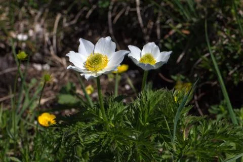 Purple pasque flowers in springtime Stock Photos