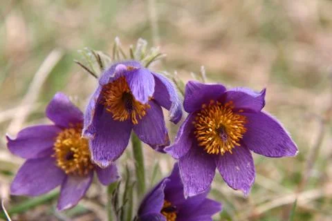 Purple pasque flowers in springtime Stock Photos