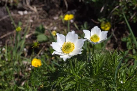 Purple pasque flowers in springtime Stock Photos