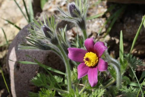 Purple pasque flowers in springtime Stock Photos