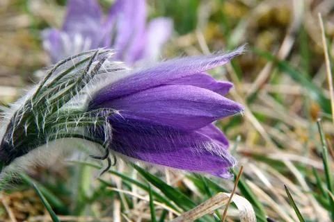 Purple pasque flowers in springtime Stock Photos
