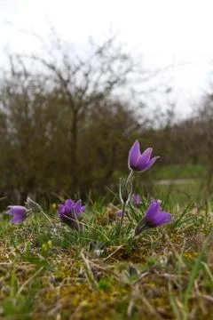 Purple pasque flowers in springtime Stock Photos