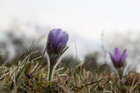 Purple pasque flowers in springtime Stock Photos