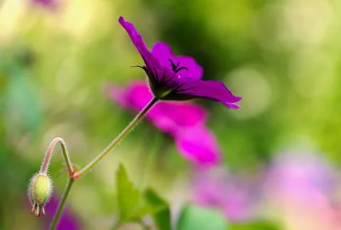 Purple Passion. Stock Photos