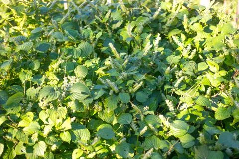 Purple perilla Stock Photos