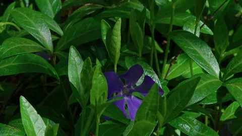 Purple periwinkle flower Stock Footage 315218494