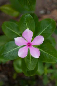 Purple Periwinkle Stock Photos