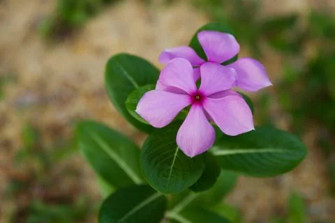 Purple Periwinkle Stock Photos
