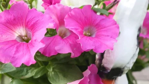 Purple petunia bloom Stock Footage 83133538