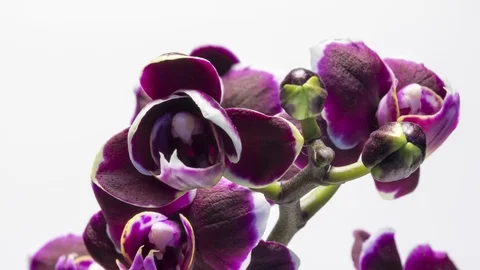 Purple phalaenopsis orchid time lapse Stock Footage 126926853
