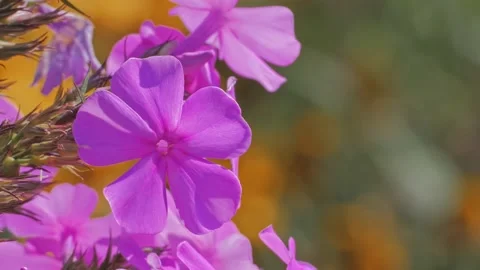 Purple Phlox flower Stock Footage 130726744