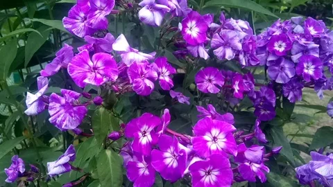 Purple Phlox Stock Footage 125698131