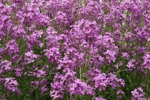 Purple Phlox Stock Photos