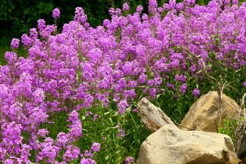 Purple Phlox Stock Photos