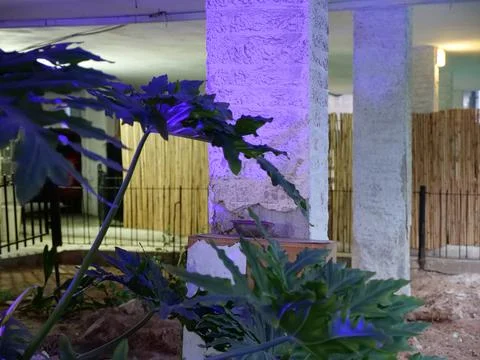 Purple Pillar of a Leaf 写真素材