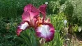 Purple-pink blooming Iris flower close up in botanic garden 4k or 4k+ Resolution
