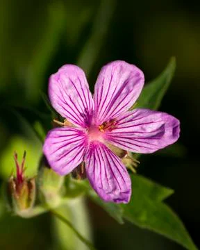 Purple-pink Geranium Stock Photos