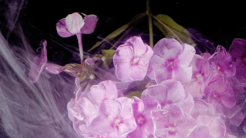 Purple-pink hydrangea cluster veiled by drifting translucent filaments with wate Stock Footage 339953598