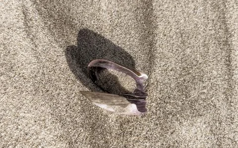 Purple pink open shell on beach sand in Mexico. Stock Photos